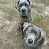 canecorsoslunaandlily