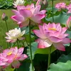 huynh.quoc.minh