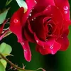 mamarose.23