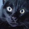 suertes_el_gato