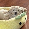 samsonthemaltipoo
