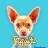 taquito_chihuahua