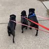 savageseniorpugs