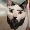 chard_cat