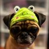 mr.rextheepuggy