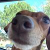 dorythedoxie