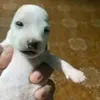 _ovoflito