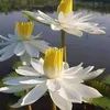 thaongoc5651