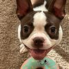 meg.the.boston.terrier
