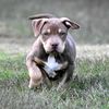 finestamericanbullies