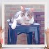kittysalimcat