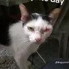 solochuoi