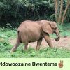 kingronniewhite