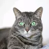 emerald_eyes_cat