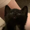 meow_is_fun