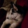 tristan_davis06