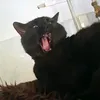 nexusdaboy