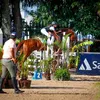 hipismo_laura