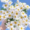 _rrawan.005