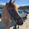 equestrian_stella0