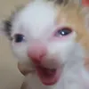 mlin_2.0
