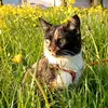prima_cat