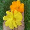 sitishanum_