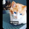 shiru.blindcat