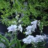 mitree0717
