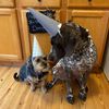 babbsadogslife