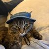 tinywinybeany