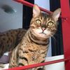 catlovermomof3