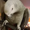 krystielancel