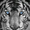 tigerhors