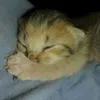 wjsuhebwjsksiq