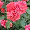 konstantin70_