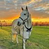 olivia.mse.horses