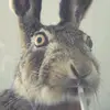 themidnightf0x
