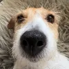 fairydogm0ther