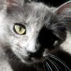 silvershadow333