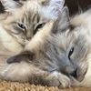 furgieandmaisie