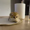 pouletpouletpoulet