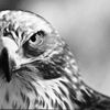 abosaqr.byh