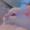 mili_ah0