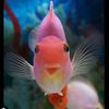 fishkeisha_swimmons