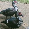 042025entok