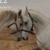 absaad02