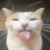 minhcaygame123