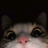 euyyeuyyhaiii_