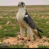 mahmoudalriyashi1